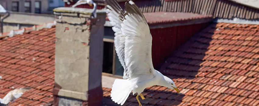 Residential Chimney Animal Removal Solution in Foothill Farms, CA